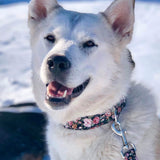 Rosie Collar