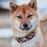 Rosie Collar